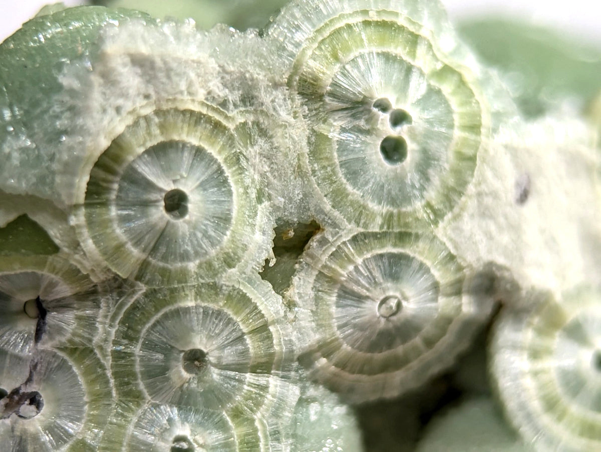 A cluster of translucent green fossilized coral with concentric circular patterns and a slightly rough, crystalline texture.
