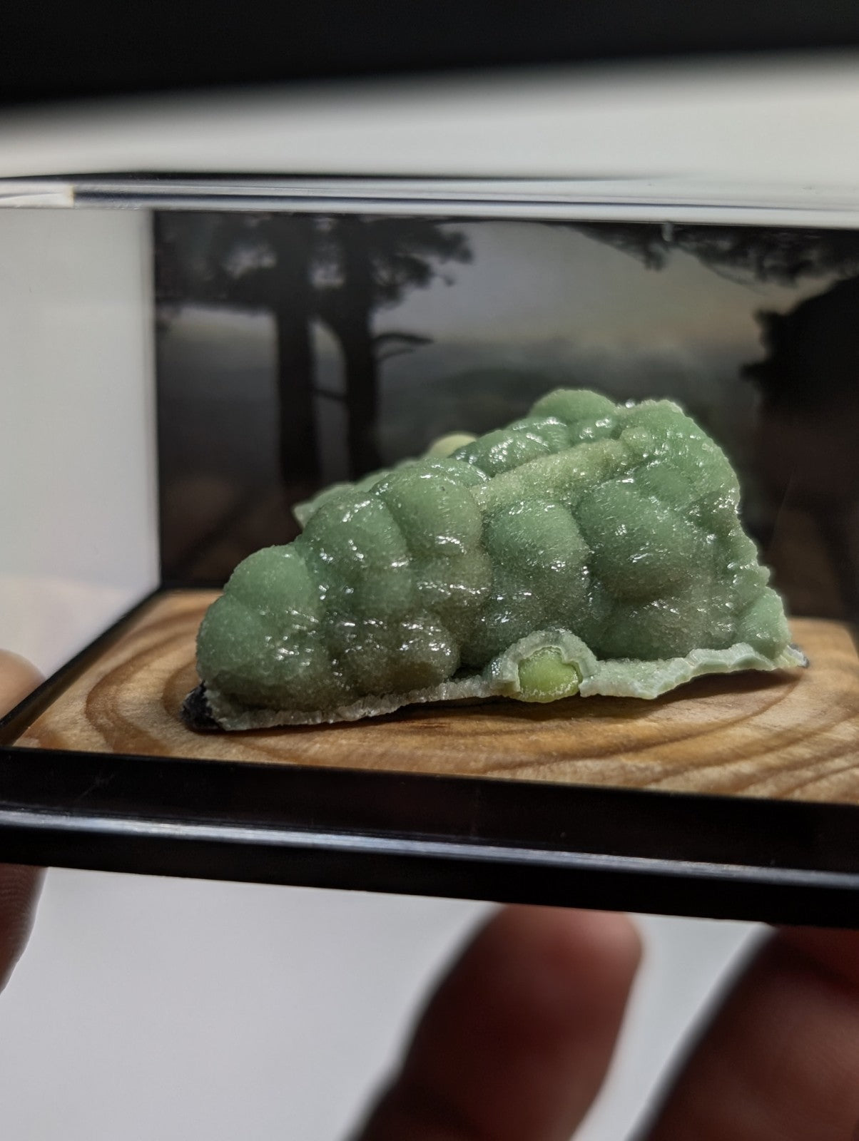 A translucent green, brain-shaped mineral specimen displayed in a clear glass case.