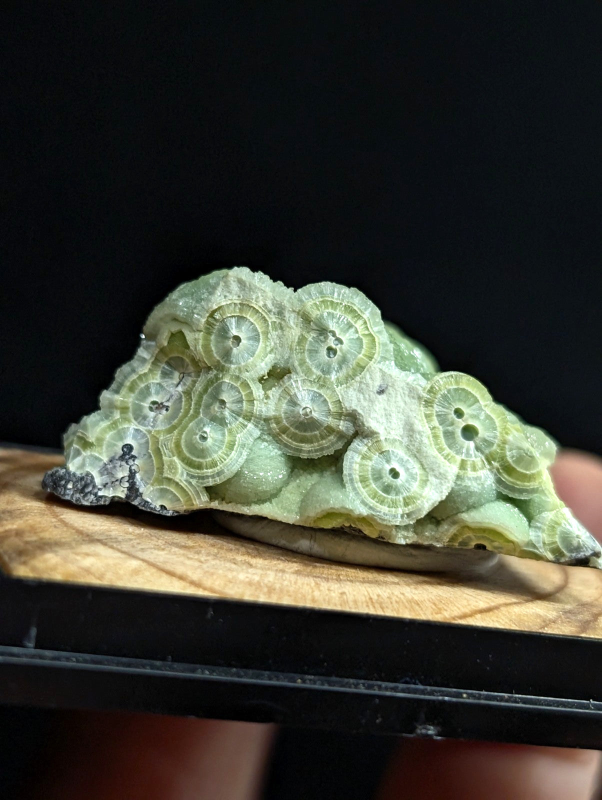A pale green, translucent fossilized coral specimen with intricate circular patterns and a slightly rough, mineral-rich surface.