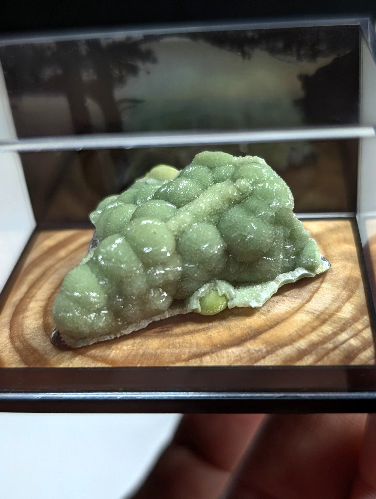A green, bumpy mineral specimen with a glossy surface and rounded nodules displayed in a clear acrylic case.