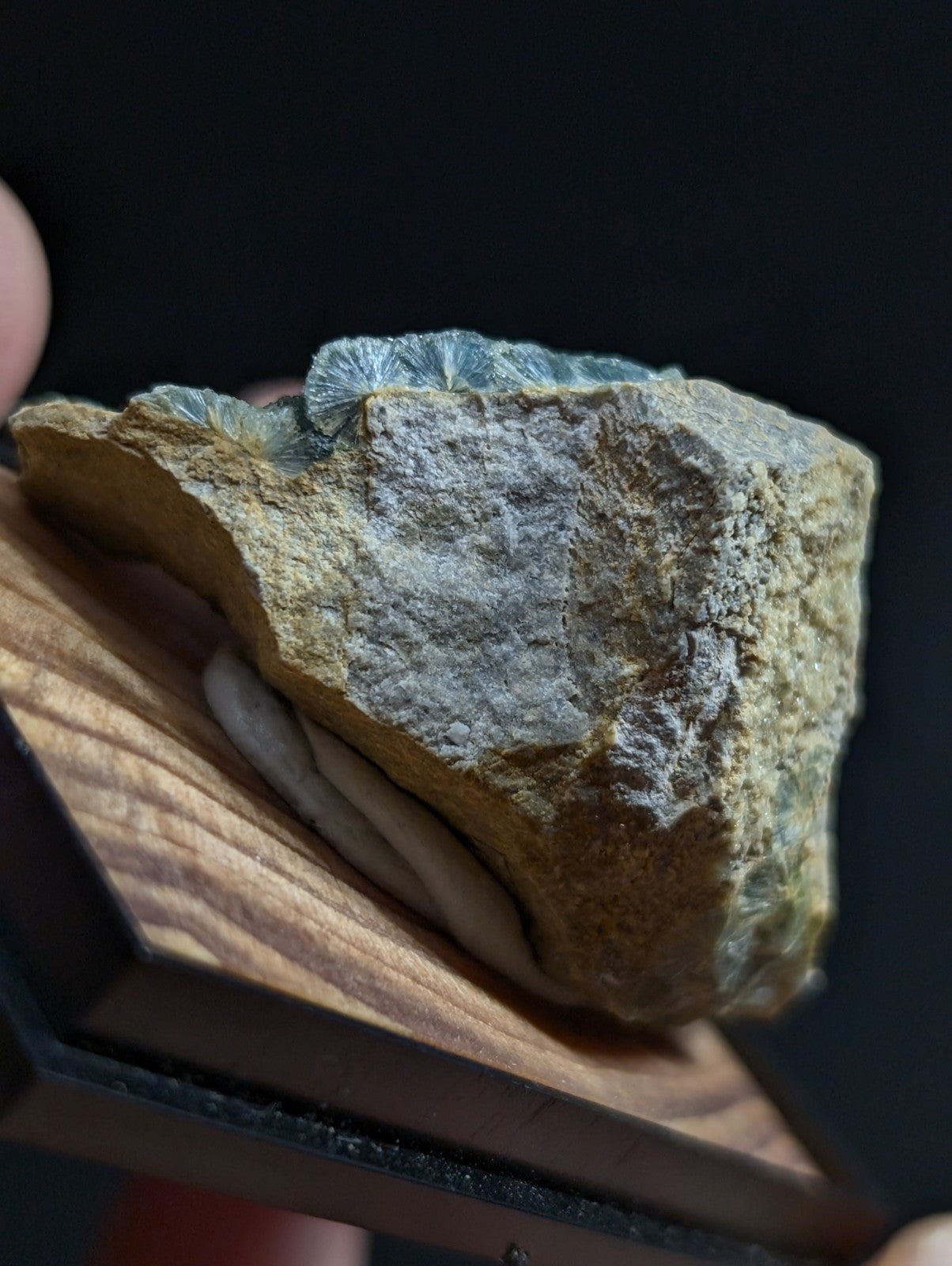 A striking greenish-blue fossilized coral specimen with a textured, earthy yellow matrix and gray mineral deposits.