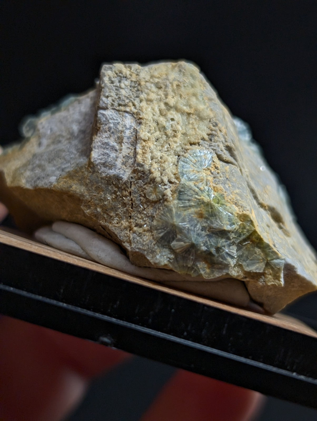 A pale green, translucent fossilized leaf embedded in a rough, beige rock matrix.