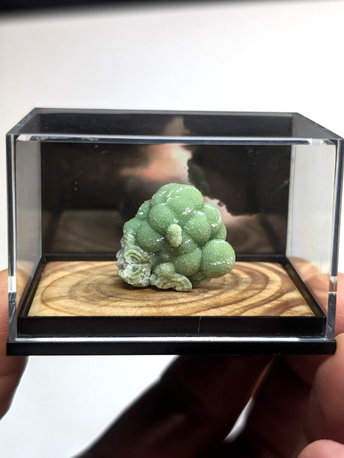 A pale green, bumpy mineral specimen with a textured surface sits inside a clear acrylic display case.