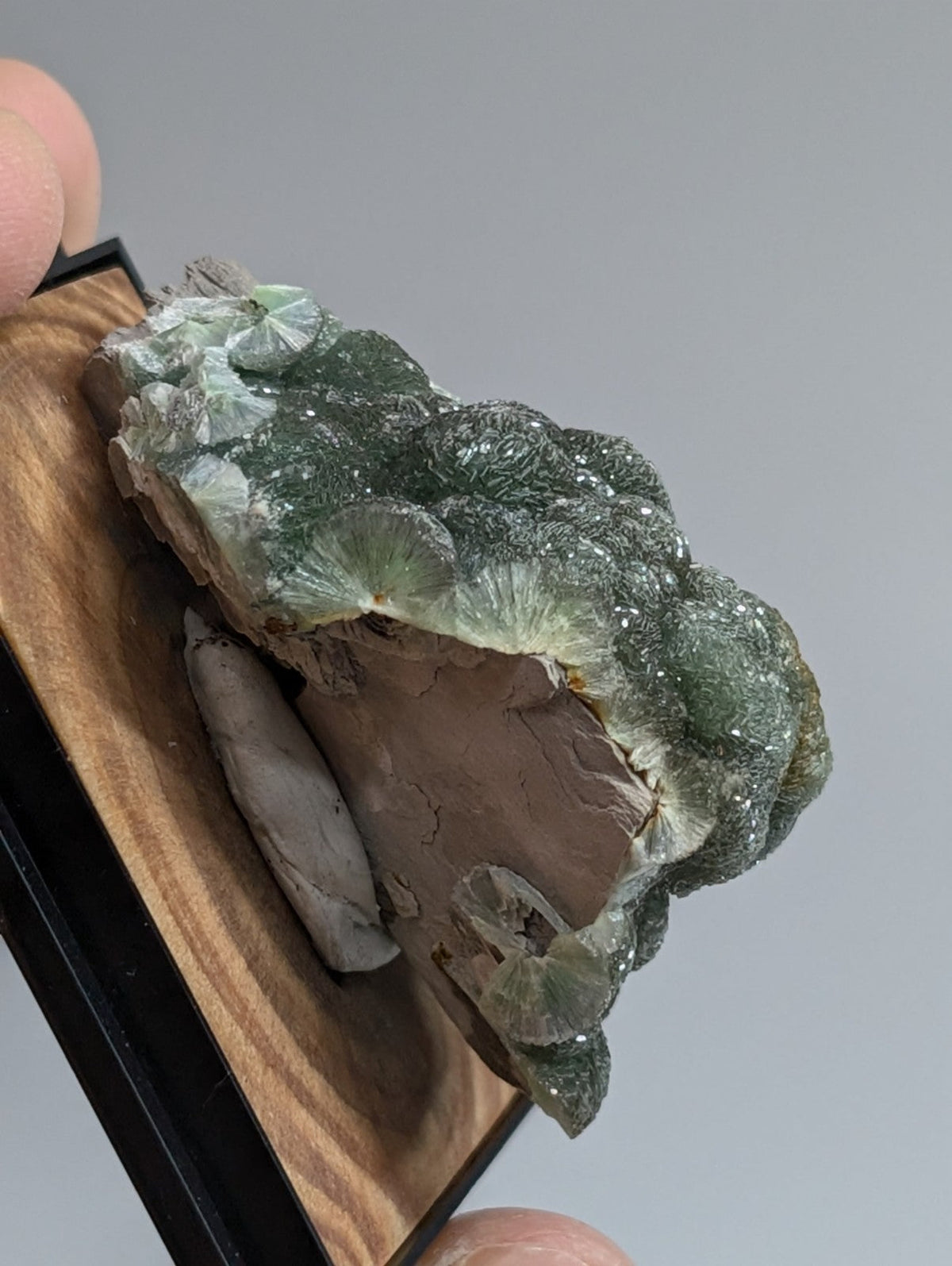 A striking green and white mineral specimen with fan-shaped crystalline formations, displayed in a wooden-framed presentation box.