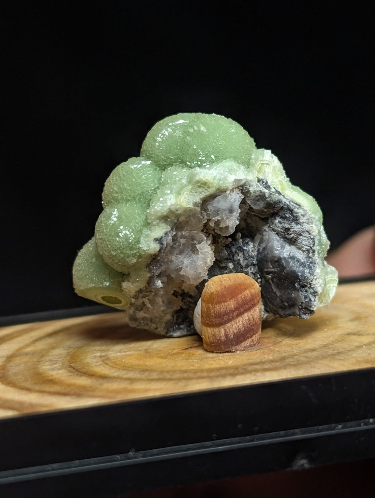 A striking green, bubble-like mineral specimen with a rough, dark gray matrix base and a small orange-brown conch shell nestled beside it.