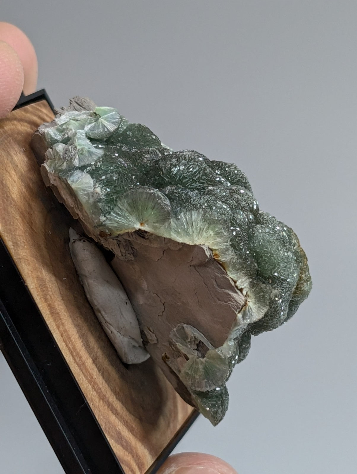 A striking green and white mineral specimen with fan-shaped crystalline formations, displayed in a wooden-framed presentation box.