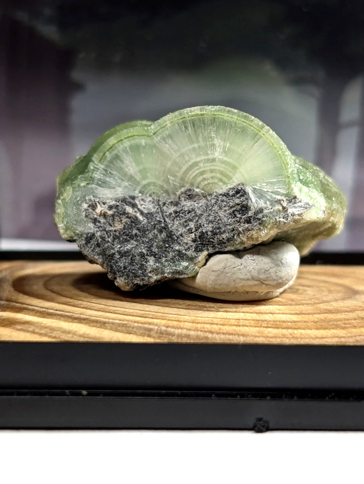 A translucent green fluorite geode with a fan-shaped, concentrically layered interior and dark gray matrix rock.