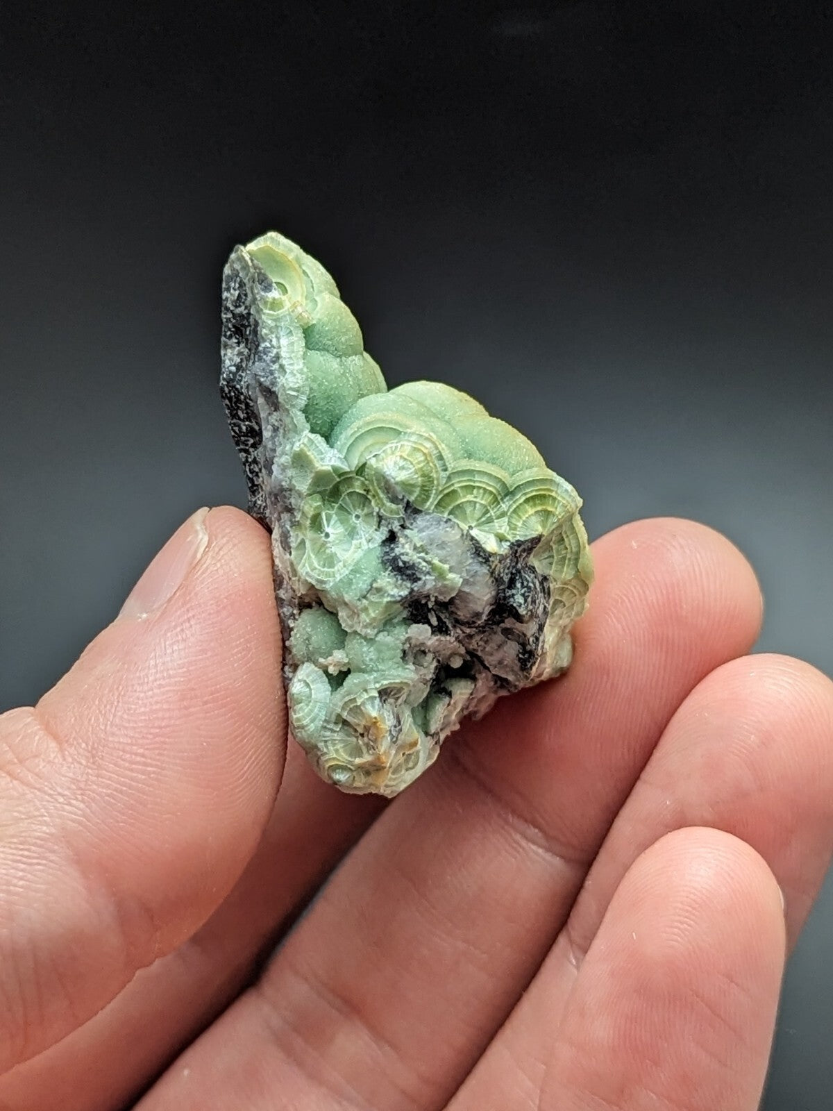 A hand holds a green, intricately layered fossilized shell with dark mineral inclusions.