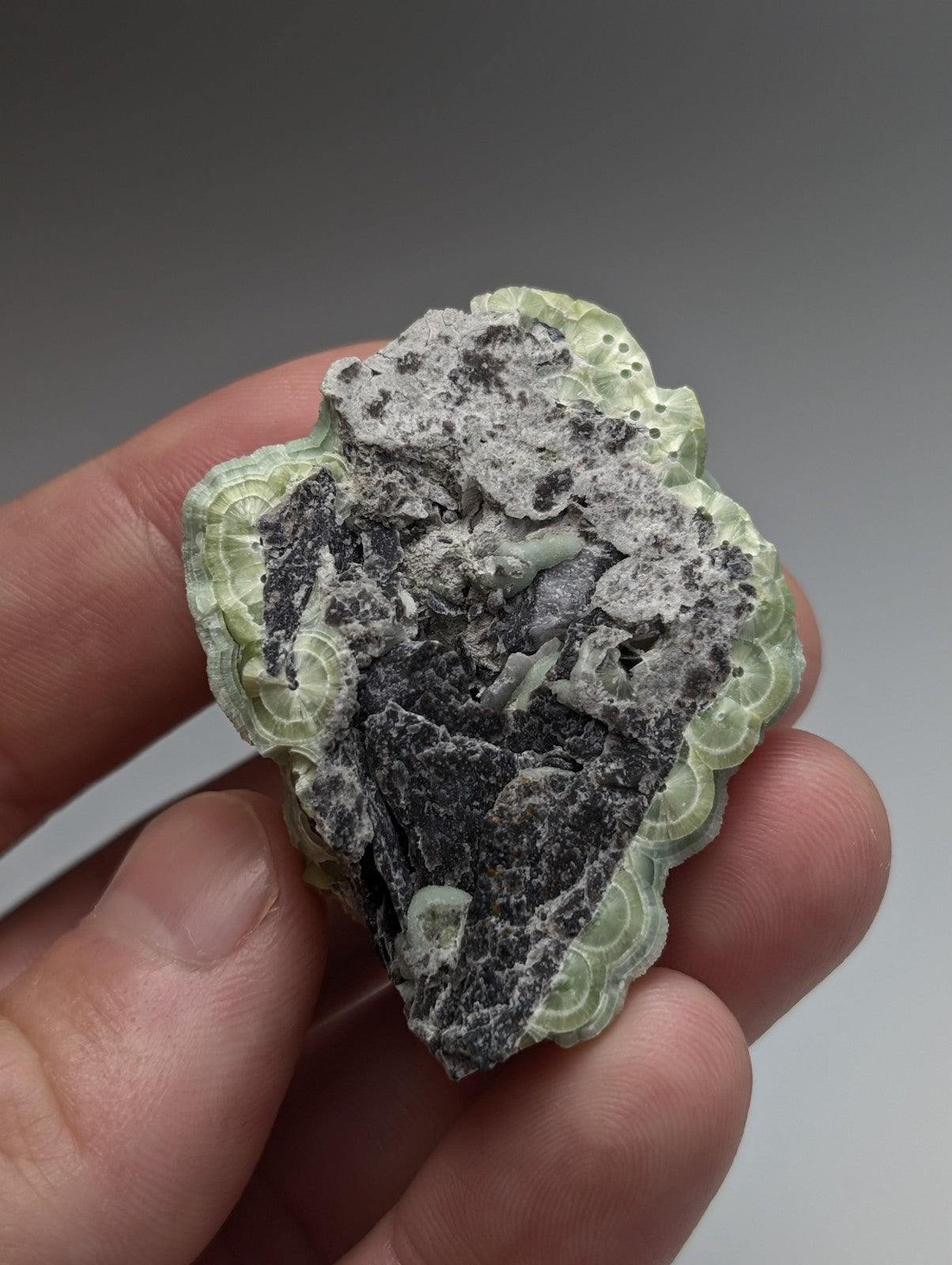 A hand holds a pale green intricate fossilized coral with dark gray and white mineral deposits from Mauldin Mountain Arkansas