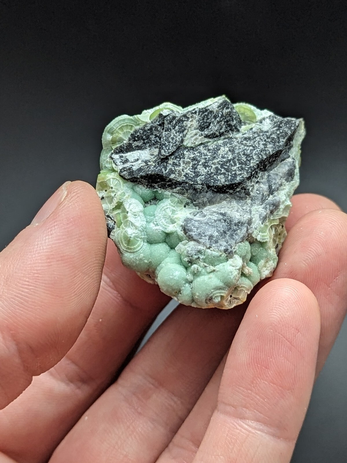 A hand holds a natural mineral specimen featuring clusters of light green, translucent, shell-like formations with dark gray rock embedded on top.