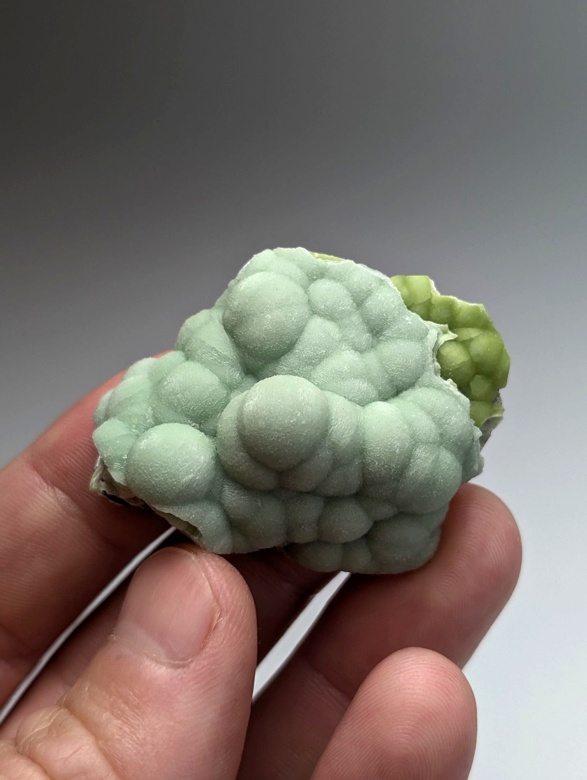 Amazing A+++ wavellite mineral specimen from Mauldin Mountain Arkansas with pale green rounded nodules and textured surface
