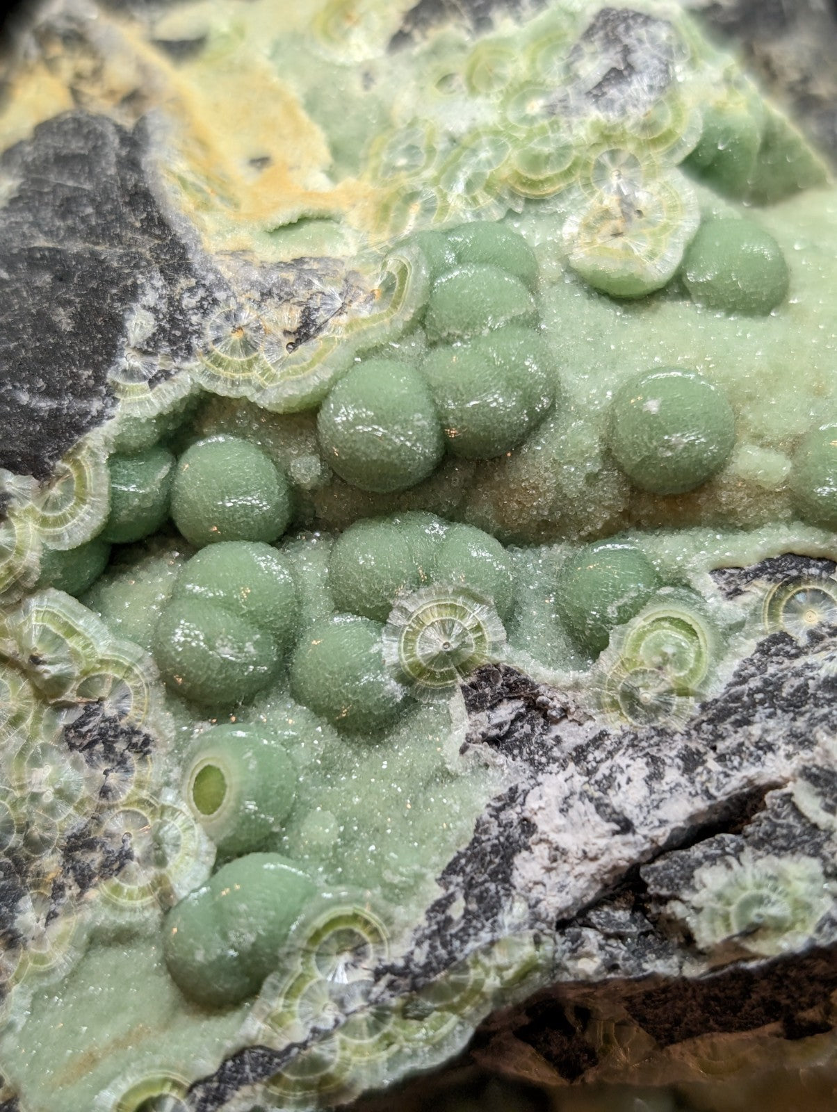 A cluster of smooth, round greenish-blue fossilized coral beads embedded in a textured matrix with yellow and gray mineral veins.