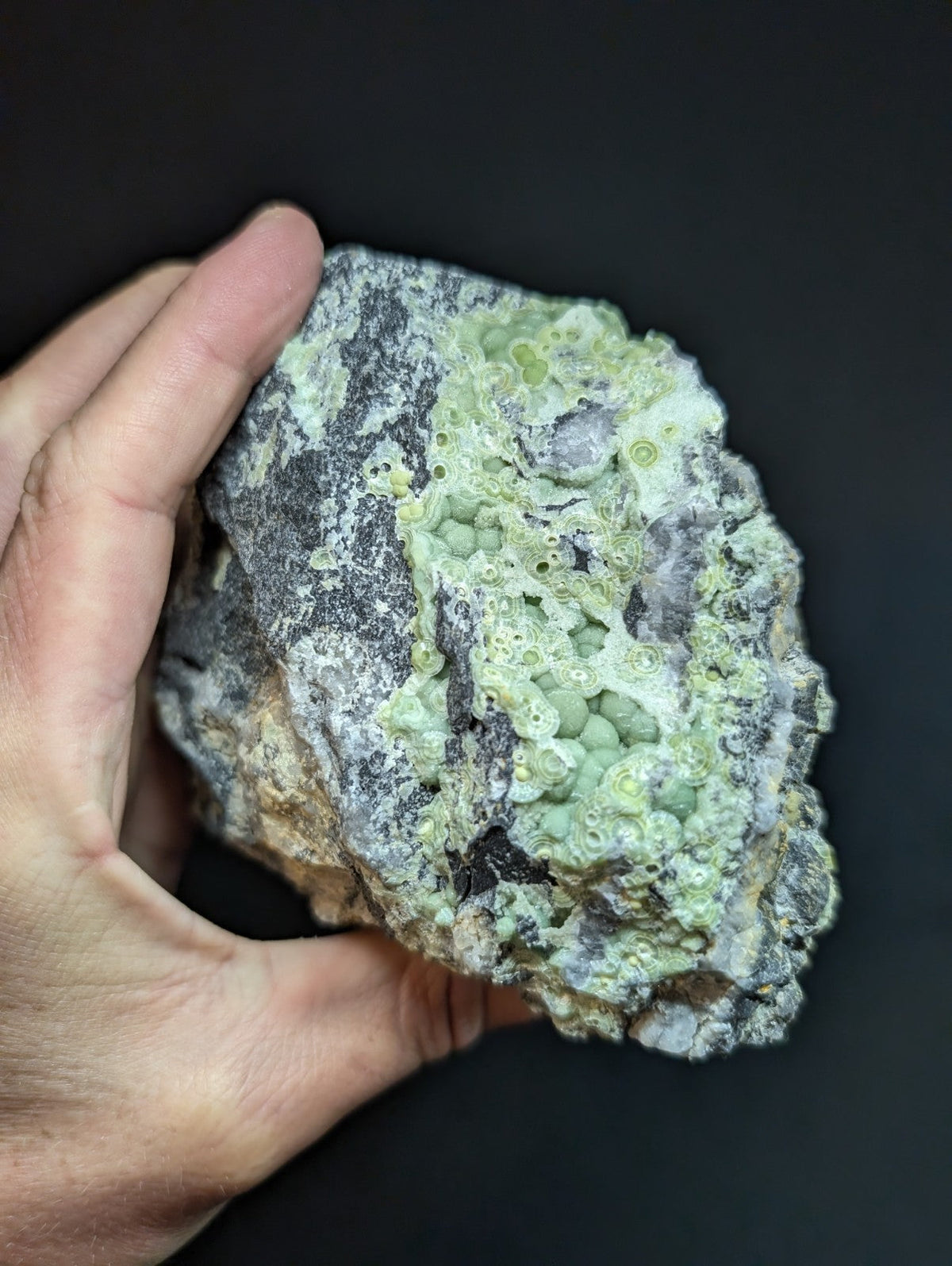 A hand holds a rough, irregularly shaped rock with a grayish base and patches of pale green, circular, coral-like formations.