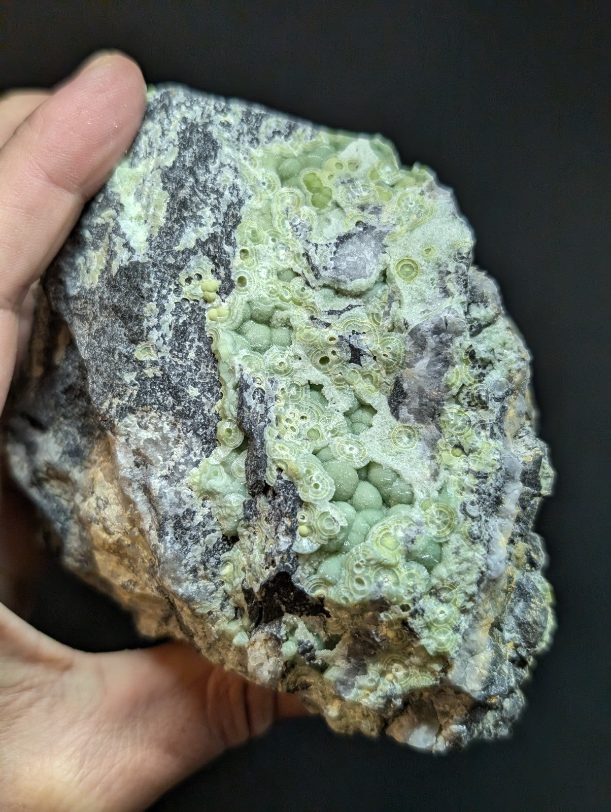 A hand holds a rough, irregularly shaped rock specimen featuring clusters of pale green, circular, fossilized coral-like formations against a darker gray and brown matrix.