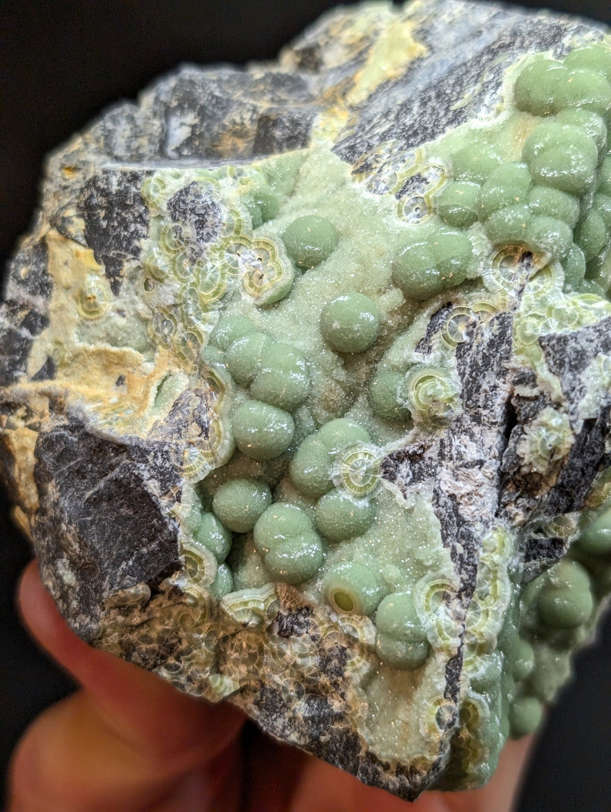 A rough, dark gray rock specimen featuring clusters of smooth, light green spherical formations with subtle concentric ridges.