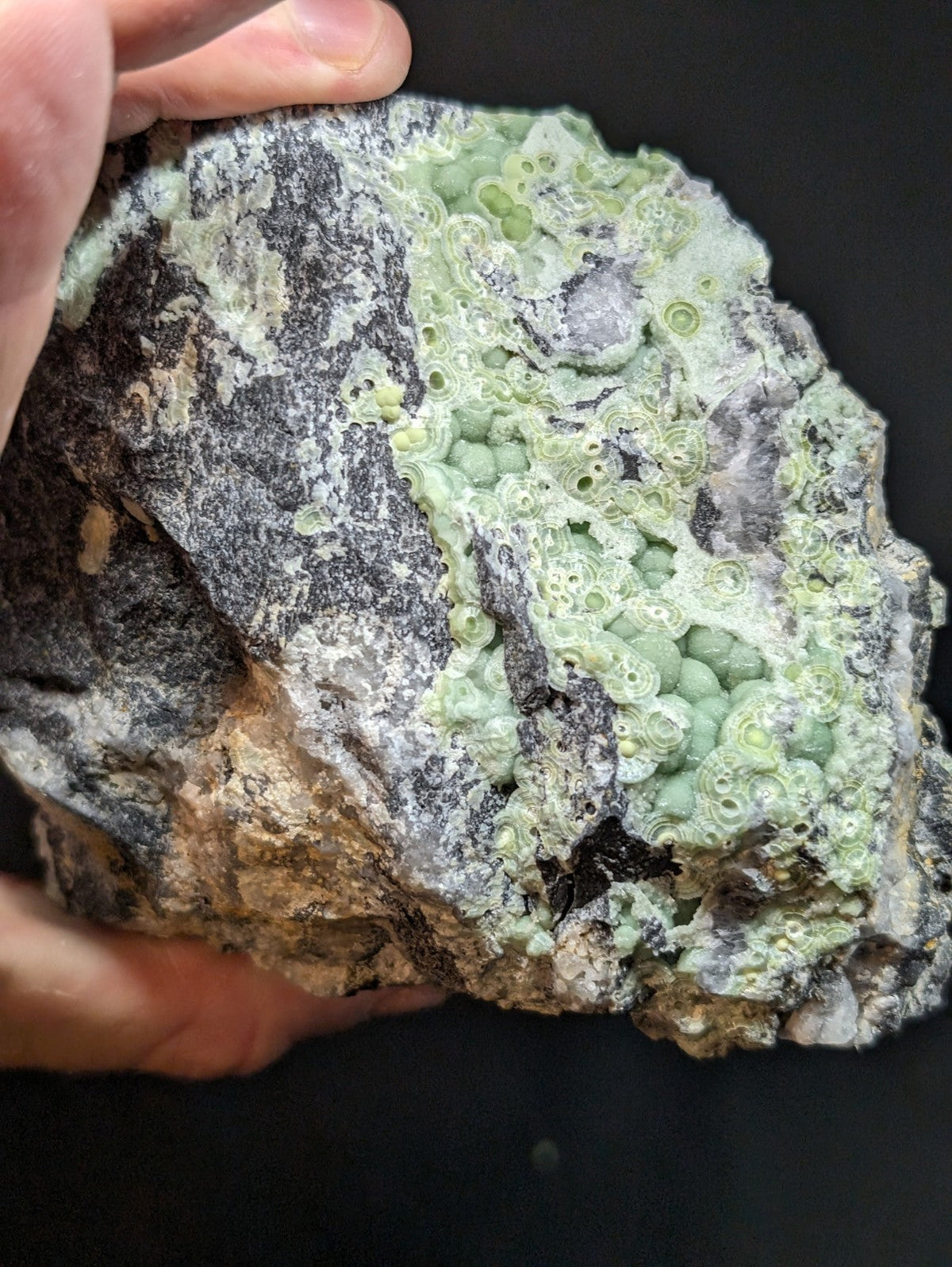 A textured, irregularly shaped rock with a grayish base and patches of light green, circular, coral-like formations.