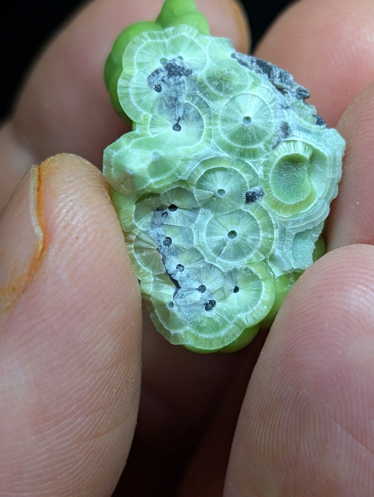 A translucent light green, intricately patterned lotus seed pod with circular chambers and dark speckles.