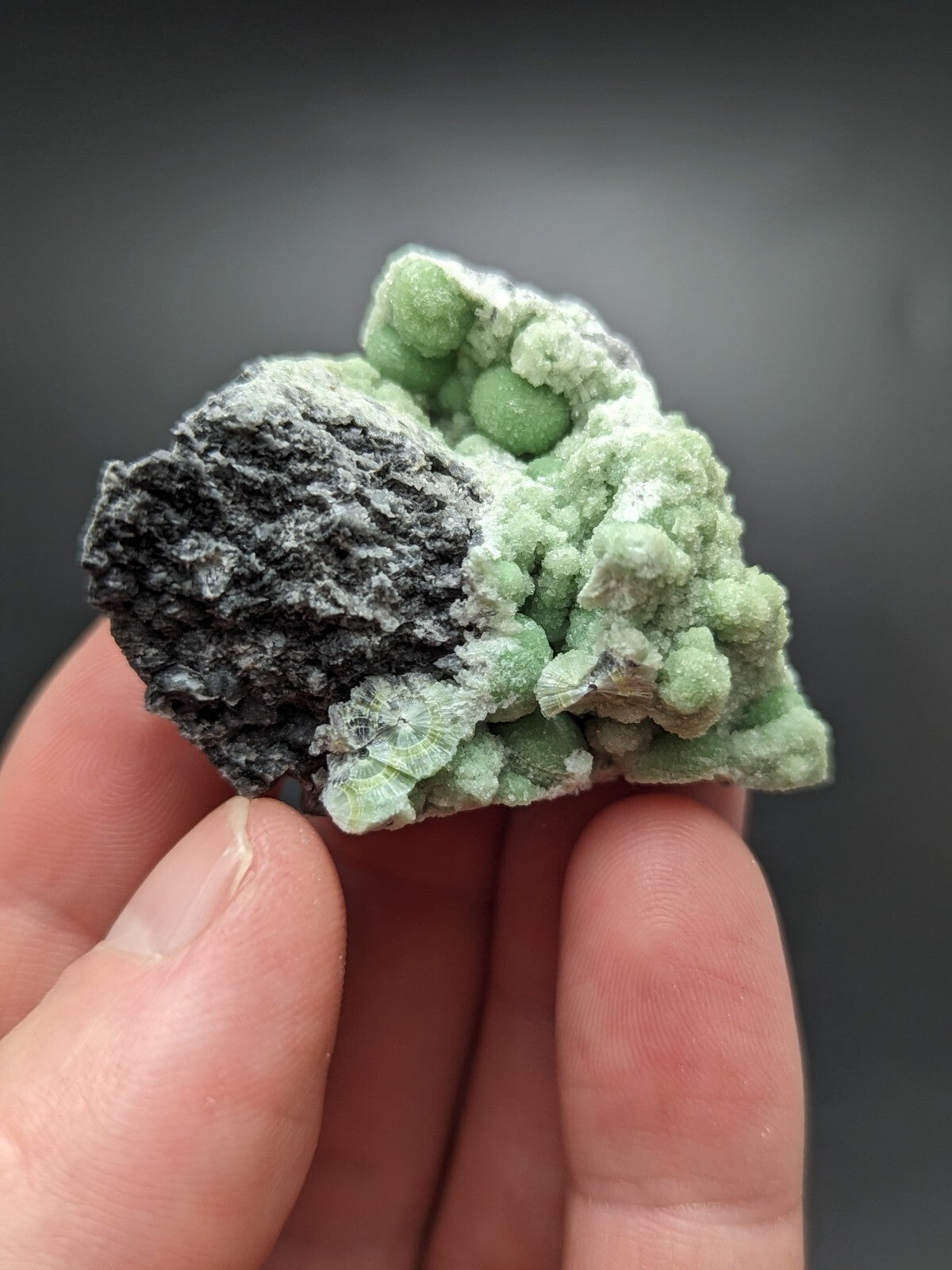 A hand holds a mineral specimen featuring clusters of light green, rounded crystals growing over a dark gray, rough-textured base.