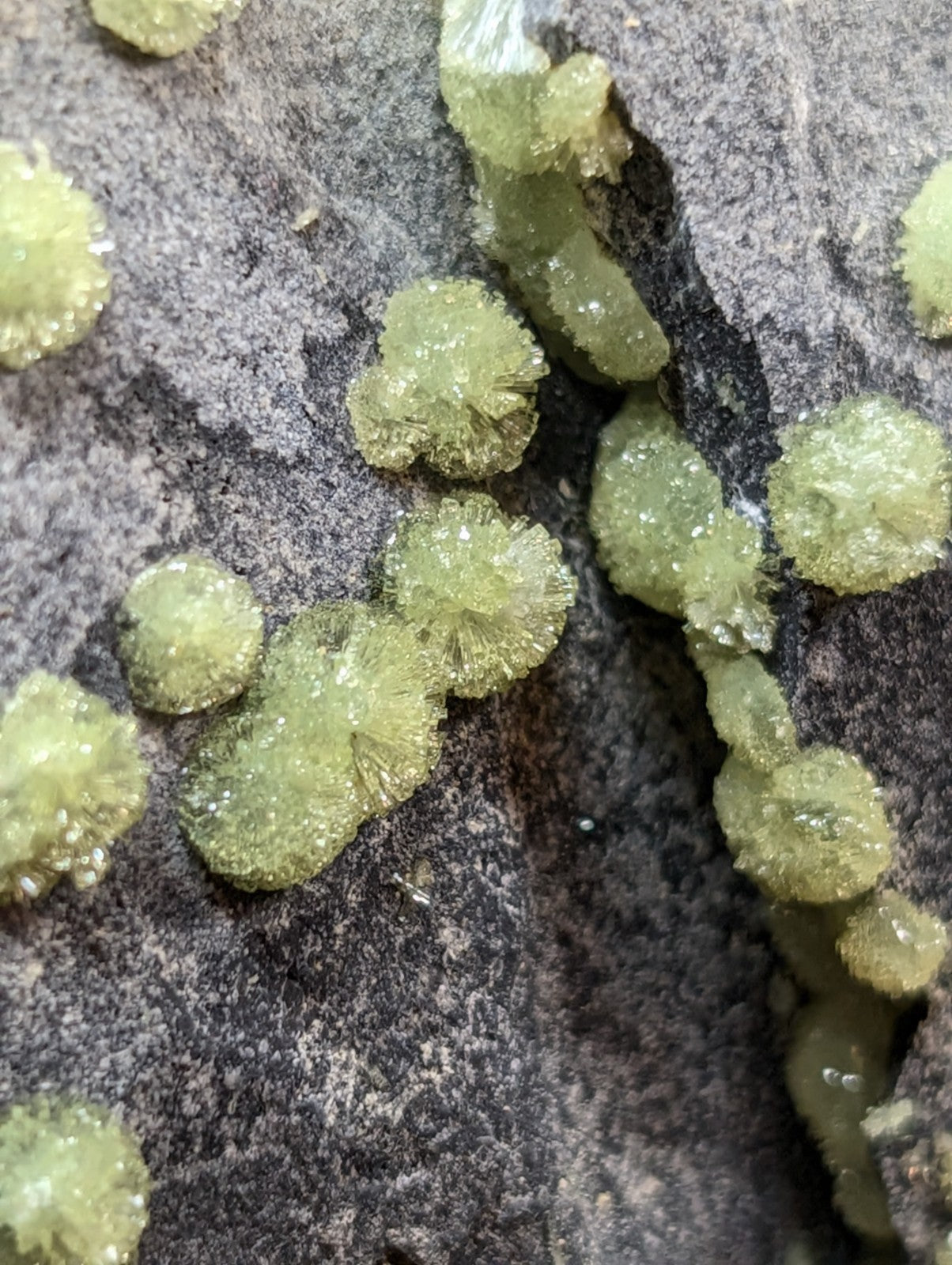 Spherical, translucent green crystalline growths clustered on a dark gray rock surface.