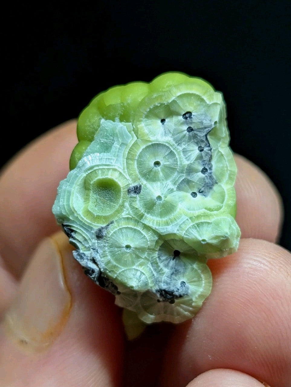 A pale green, translucent fossilized coral specimen with intricate circular patterns and dark speckles.