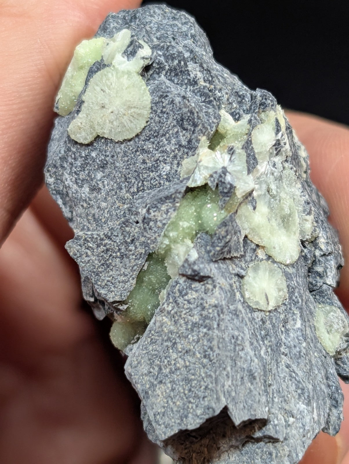 A gray rock specimen featuring light green, leaf-like mineral formations.