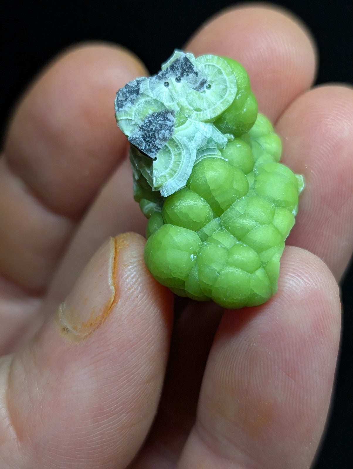 A vibrant green, textured mineral specimen with a fossilized shell fragment on top.