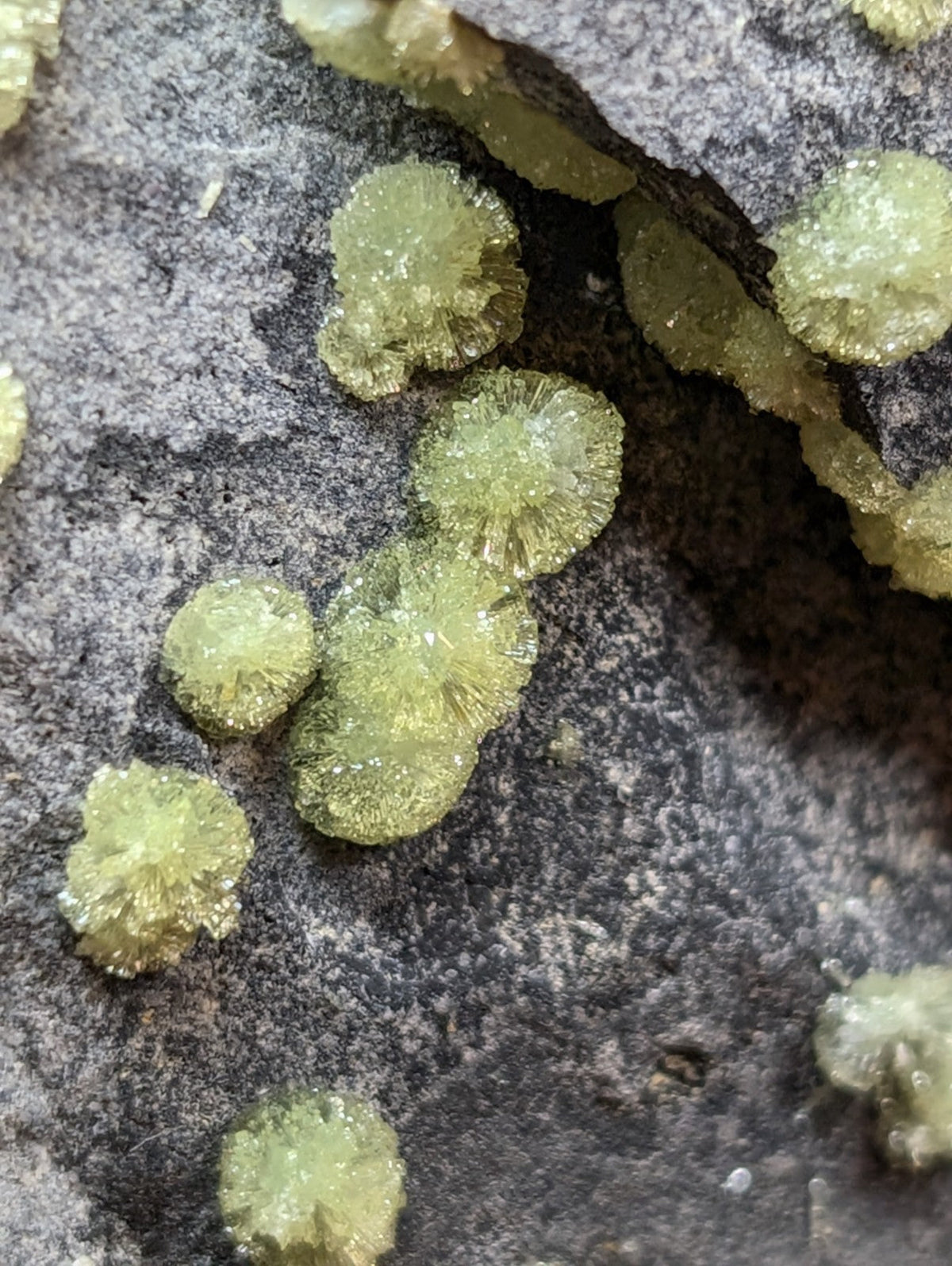 Spherical, translucent green crystalline growths clustered on a dark gray rock surface.