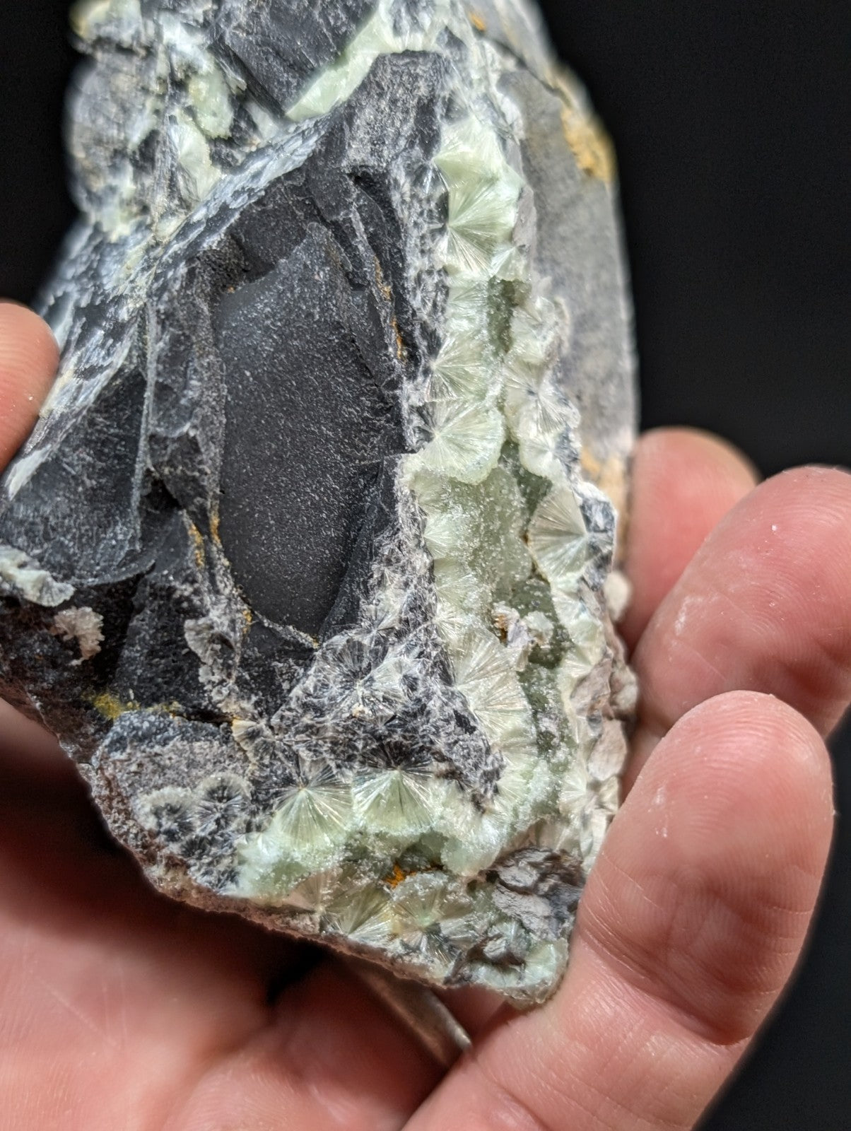 A hand holds a dark gray rock specimen featuring intricate, light green crystalline formations with radial patterns.