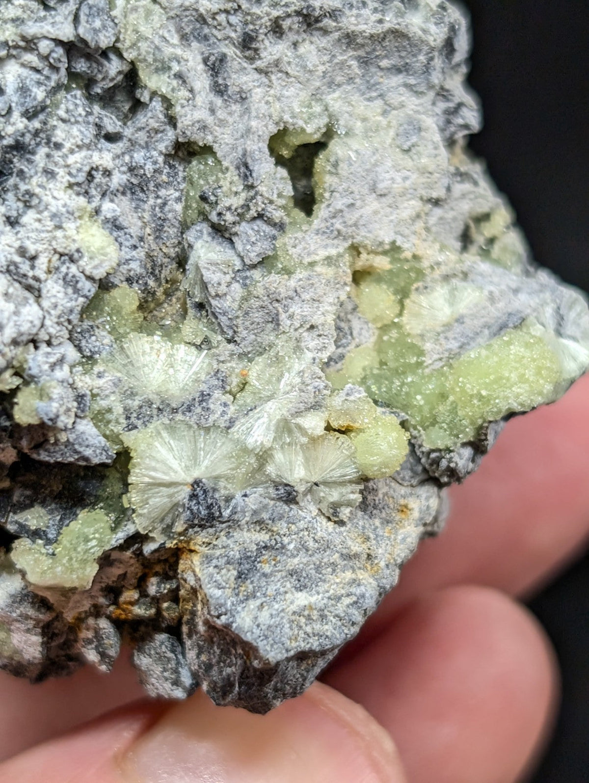 A hand holds a rough, gray rock specimen featuring clusters of pale green, fan-shaped crystals embedded in its surface.