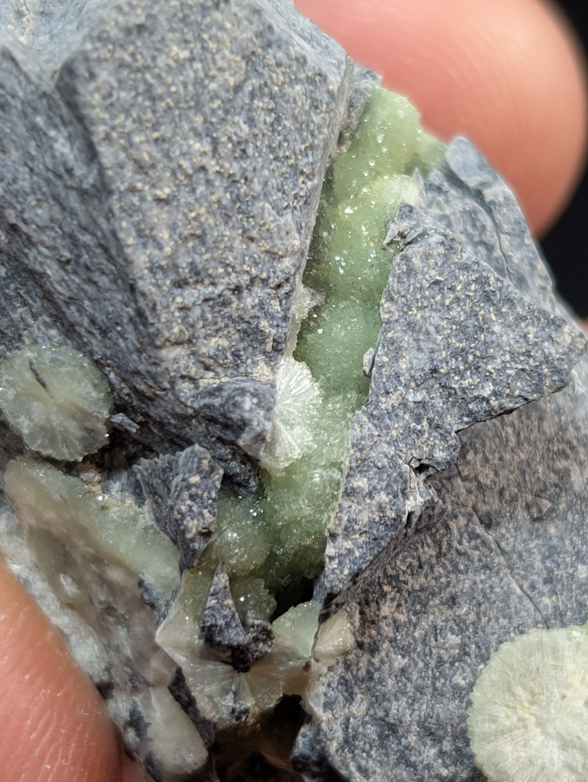 A cluster of translucent green chrysoprase crystals growing within a dark gray rock matrix.