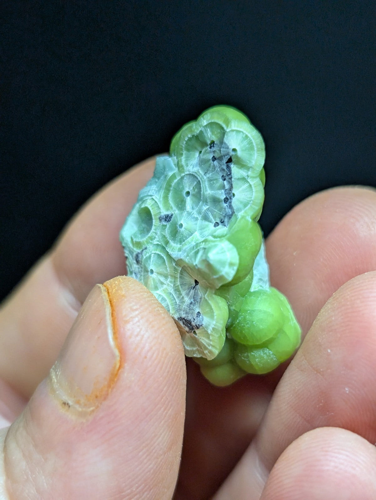 A translucent green, bumpy coral-like object with a textured surface and some dark spots.