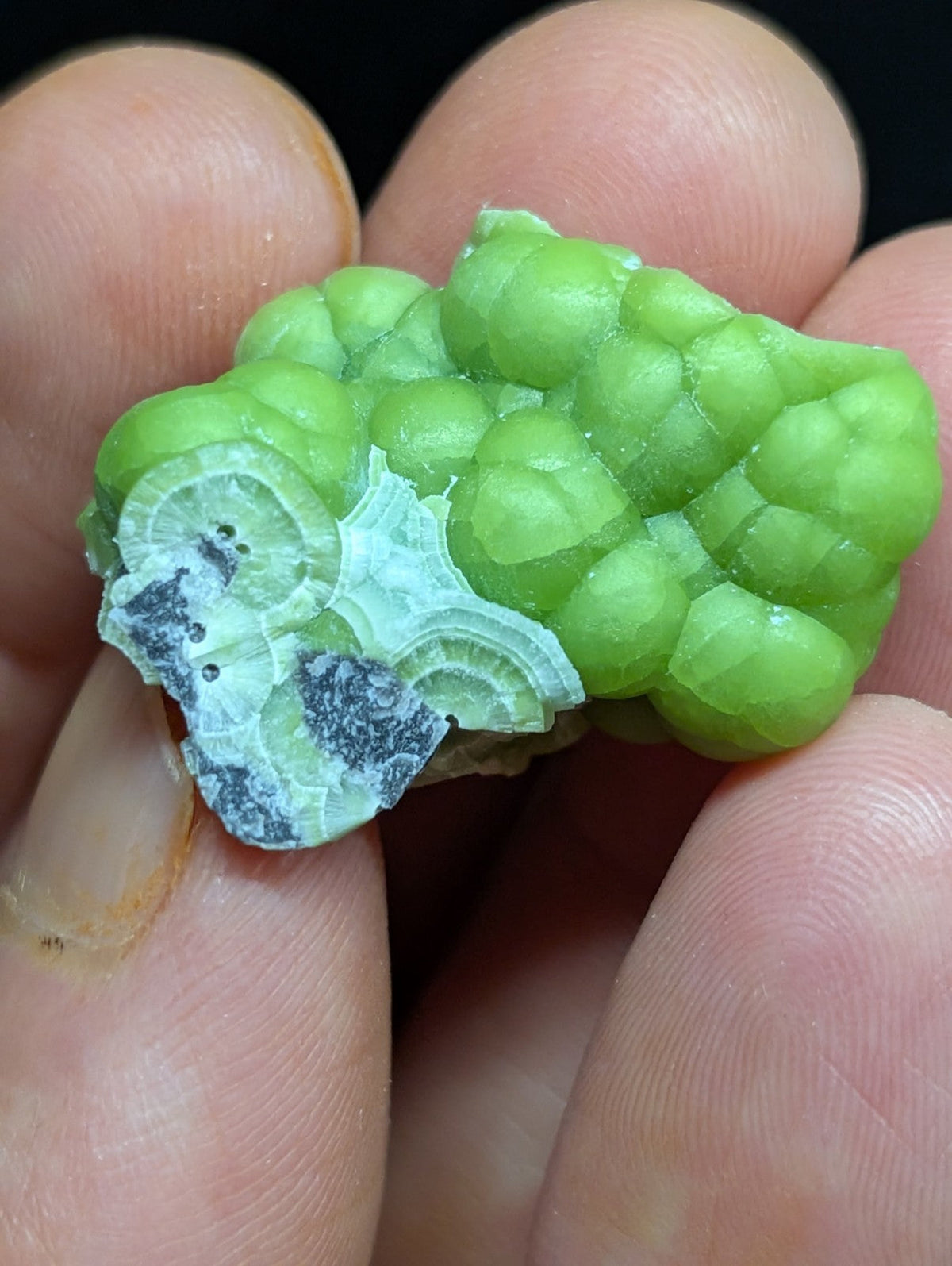 A vibrant green, bumpy mineral specimen with a contrasting white and dark gray crystalline section.
