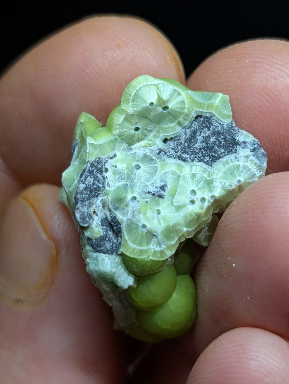 A pale green, fossilized coral specimen with intricate circular patterns and a dark gray mineral inclusion.