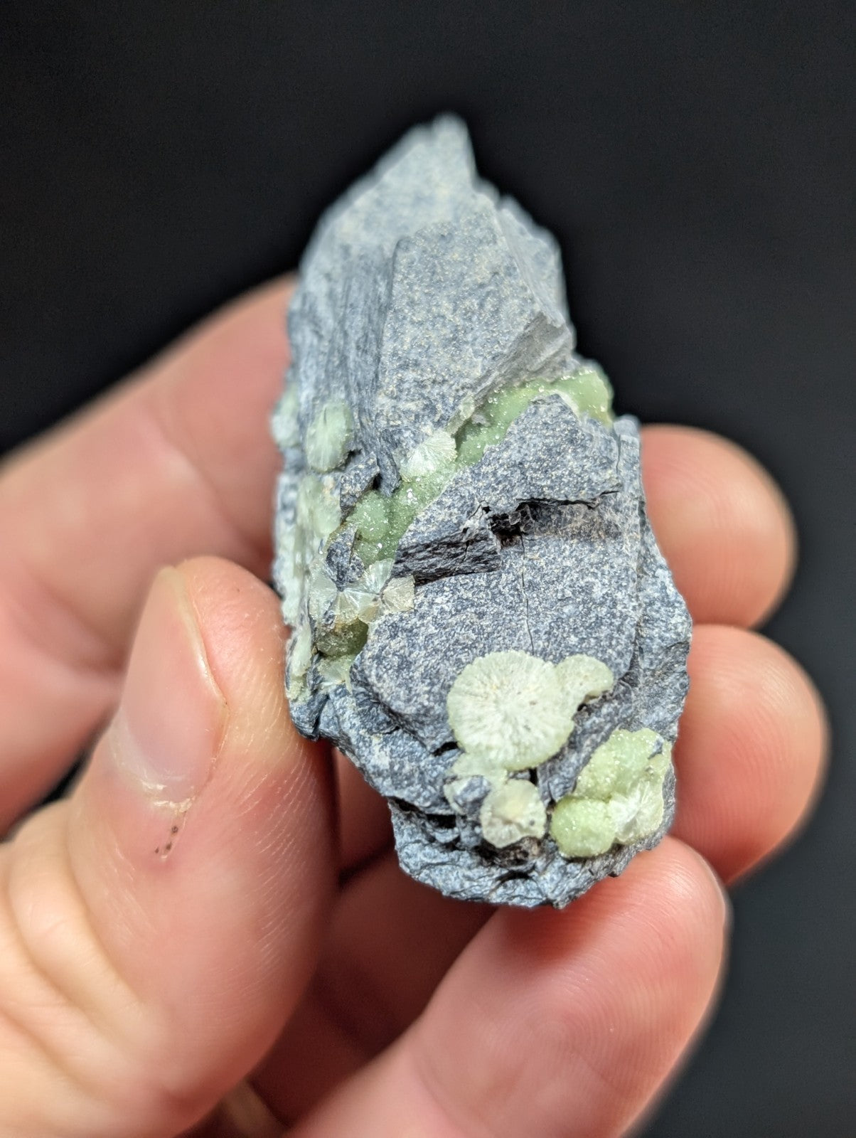 A hand holds a gray rock specimen featuring light green, rounded mineral formations.