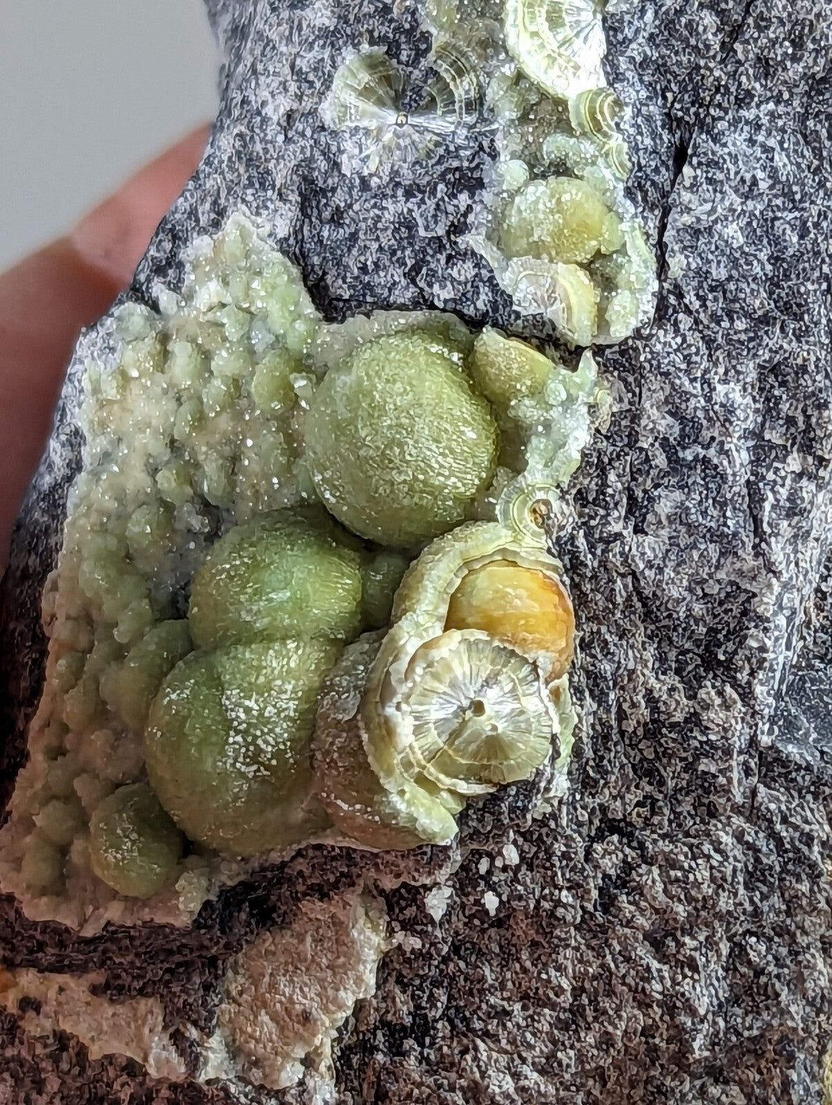 A cluster of green, spherical mineral formations with translucent, layered caps nestled within a dark gray rock matrix.