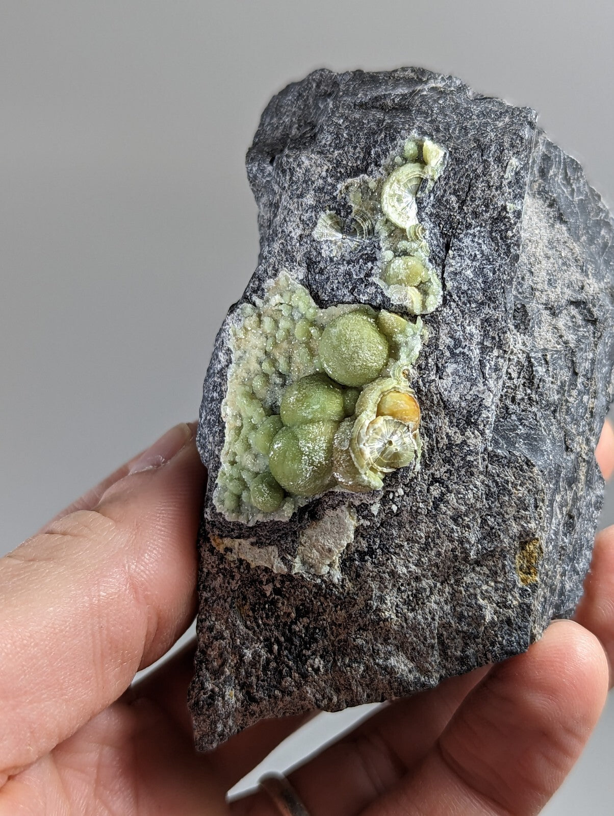 A hand holds a dark gray rock specimen featuring clusters of vibrant green, spherical mineral formations with one small golden-yellow inclusion.