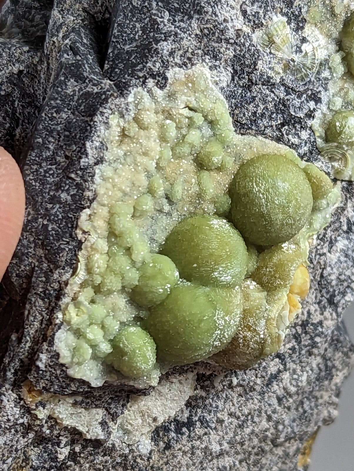 A cluster of vibrant green, spherical mineral formations with a crystalline texture set against a dark gray rock matrix.