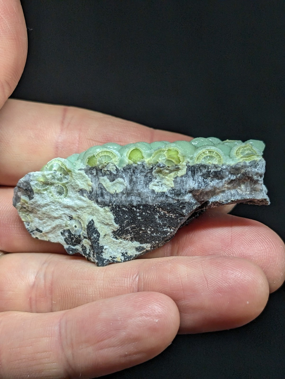 A hand holds a piece of fossilized rock featuring intricate greenish-yellow circular patterns against a dark, textured matrix.