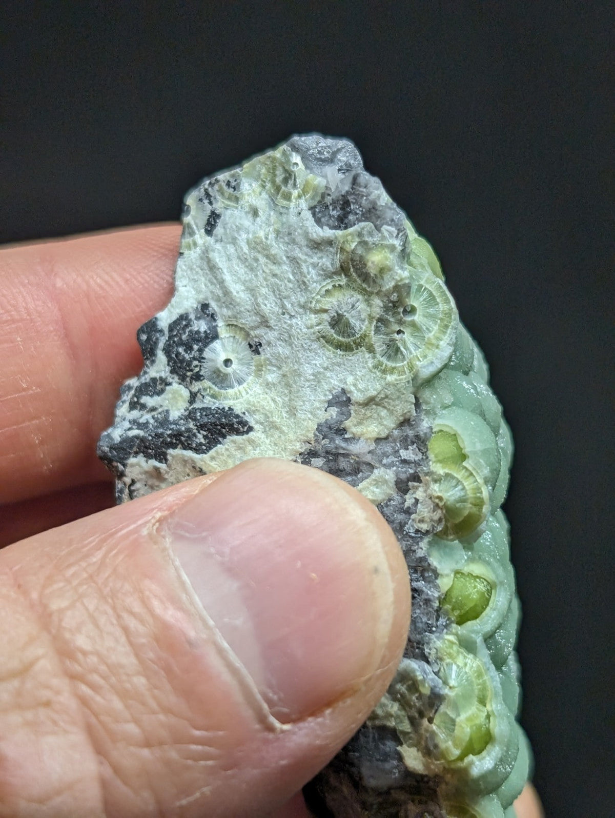 A hand holds a piece of green and gray fossilized rock featuring circular, spiral-shaped imprints.