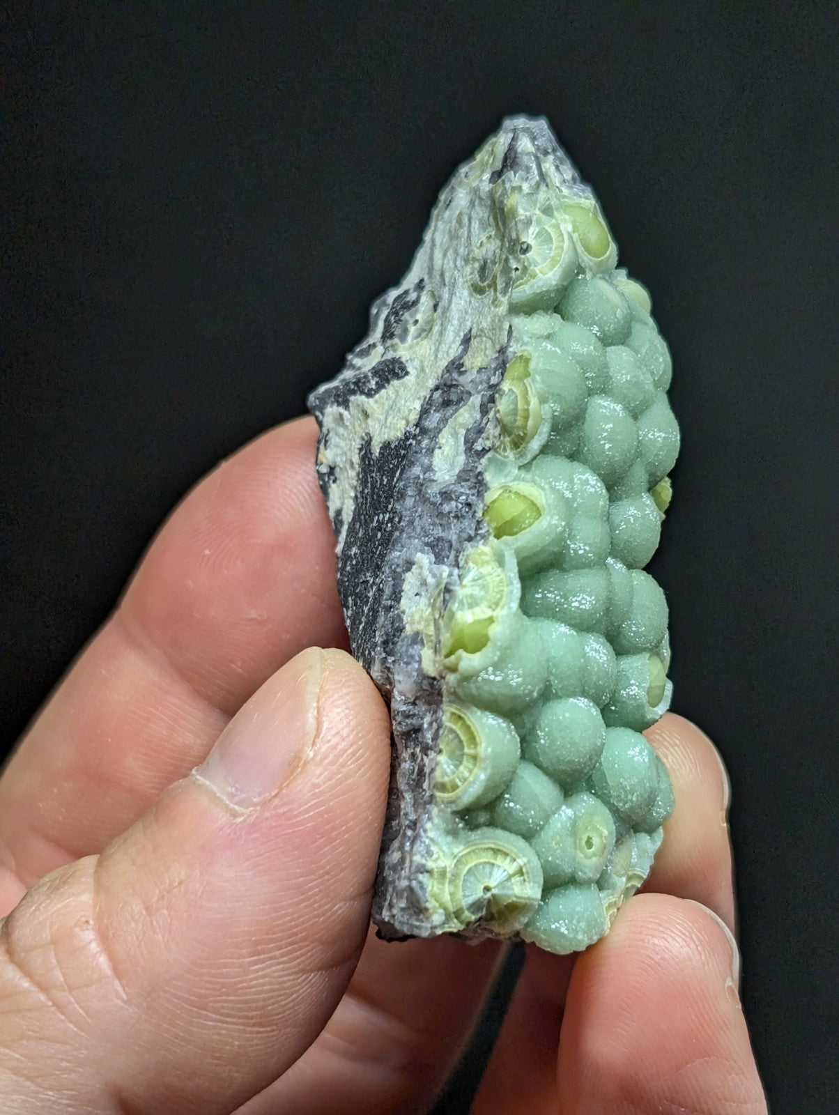 A hand holds a fossilized specimen featuring clusters of light green, rounded, shell-like structures embedded in a dark gray rock matrix.