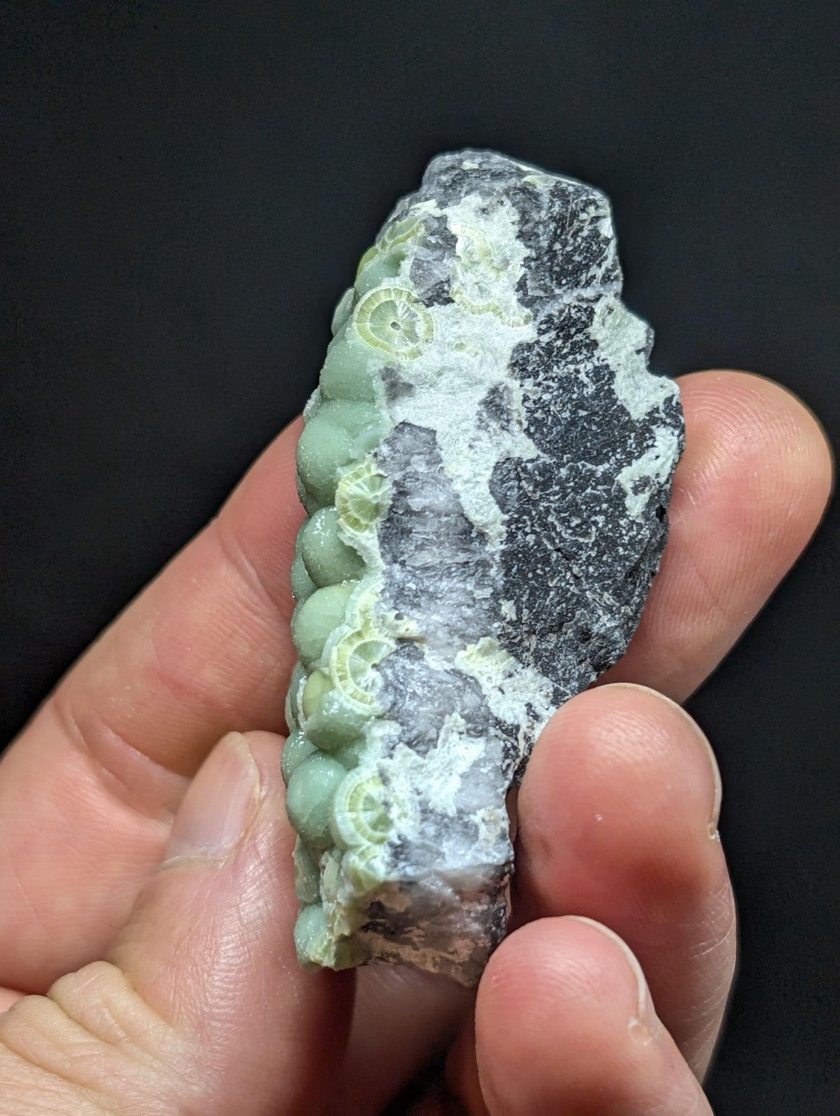 A hand holds a fossilized rock specimen featuring light green, spiral-shaped ammonite fossils embedded in dark gray and white mineral matrix.