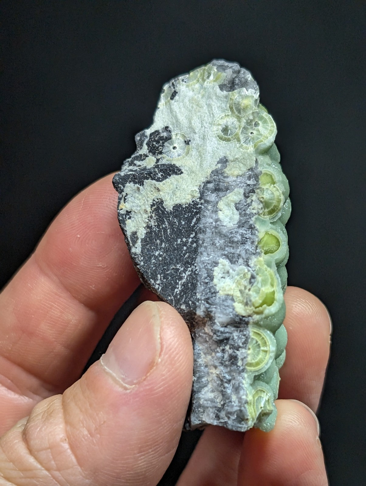 A hand holds a fossilized piece of rock featuring rows of greenish-yellow circular structures embedded in dark gray and white matrix.