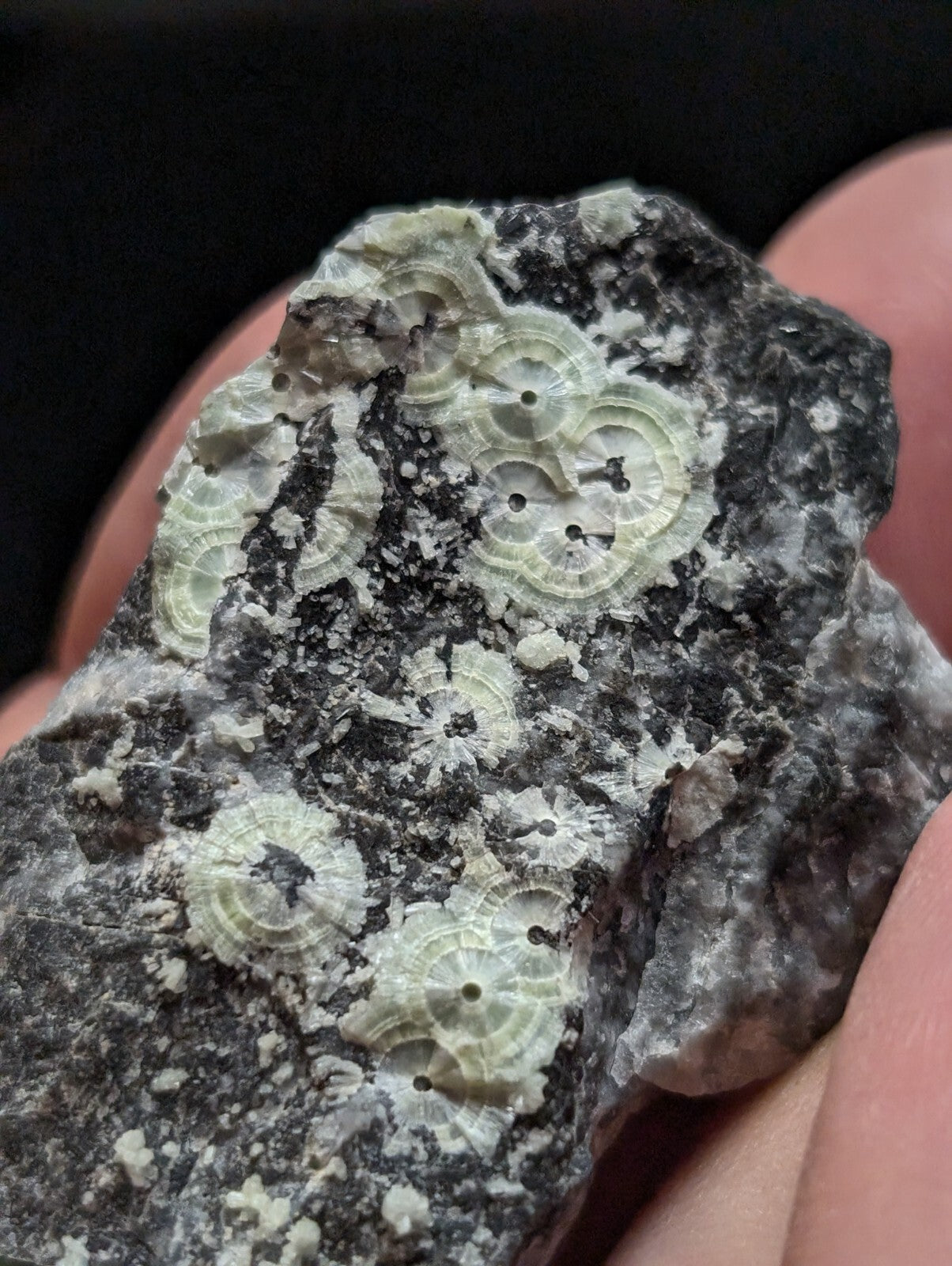 A dark gray rock featuring light green, circular fossilized coral formations with concentric rings and small central holes.