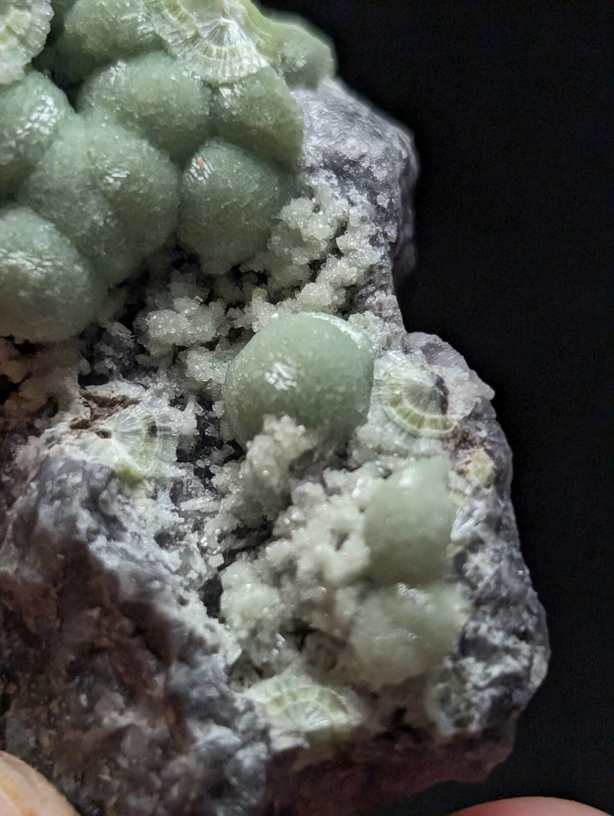 A cluster of pale green, spherical mineral formations with a crystalline texture growing from a dark gray rock matrix.