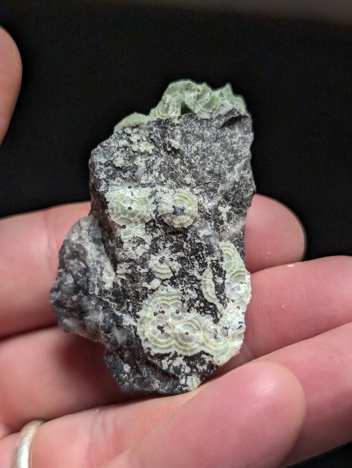 A hand holds a dark gray rock specimen featuring light green, circular fossilized coral formations with concentric ring patterns.