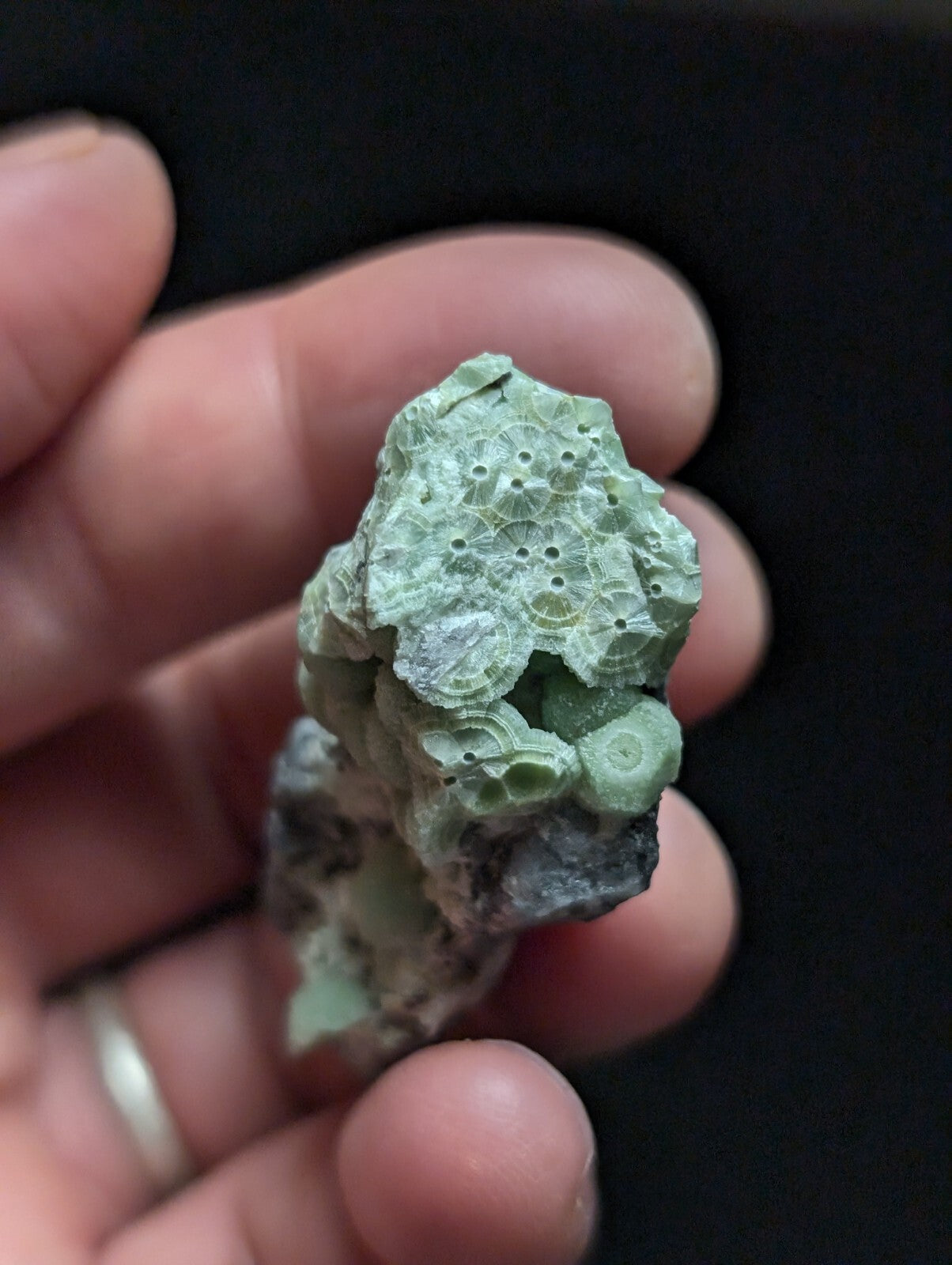 A pale green, textured coral fossil with intricate circular patterns and a rough, natural surface.