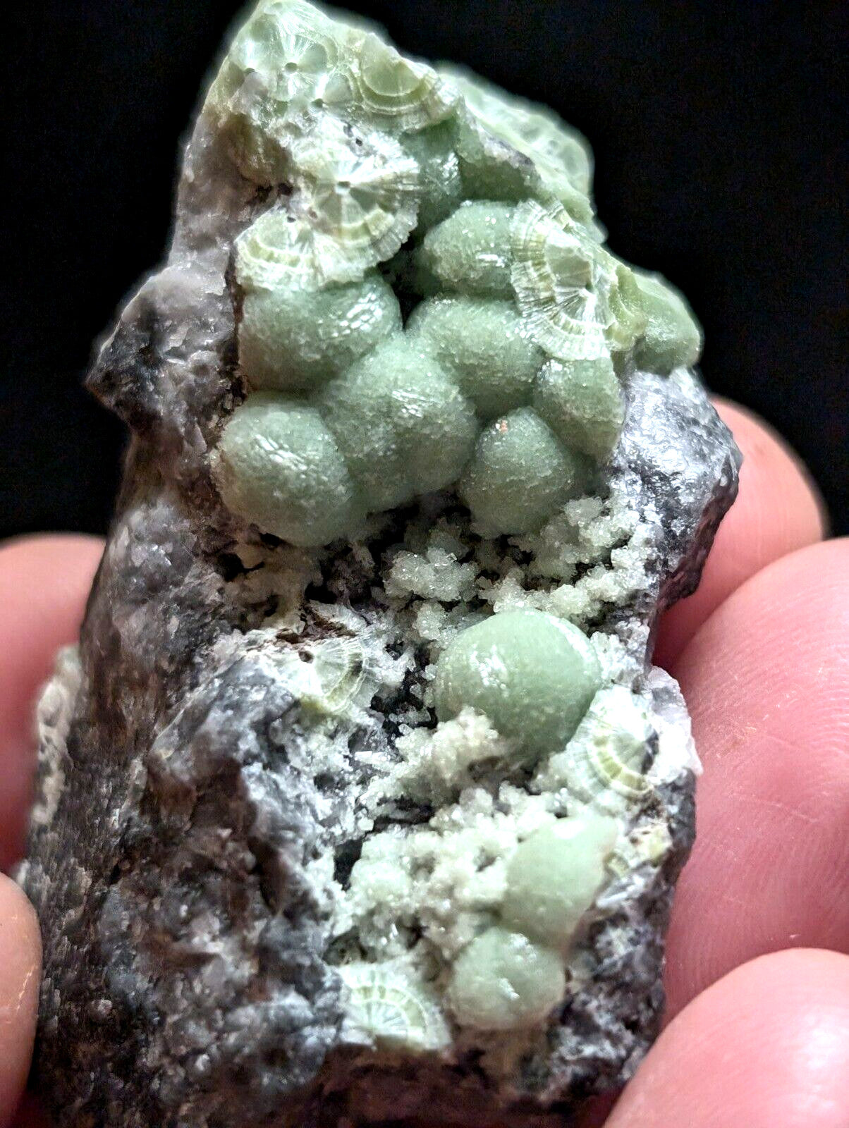 A cluster of pale green, spherical mineral formations with delicate concentric ridges grows from a dark gray rock matrix.