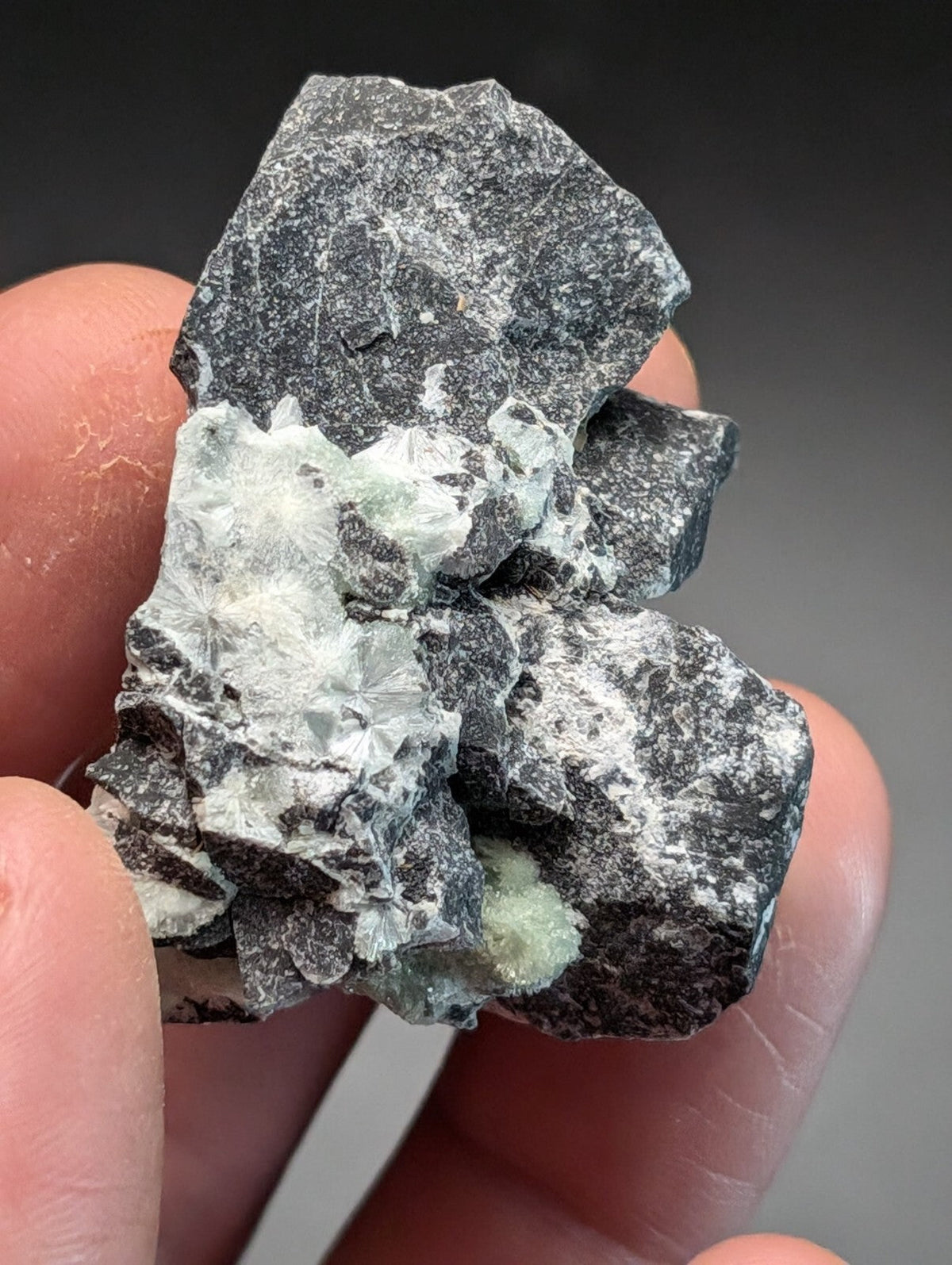 A dark gray rock specimen featuring a cluster of translucent, star-shaped white crystals with hints of pale green.