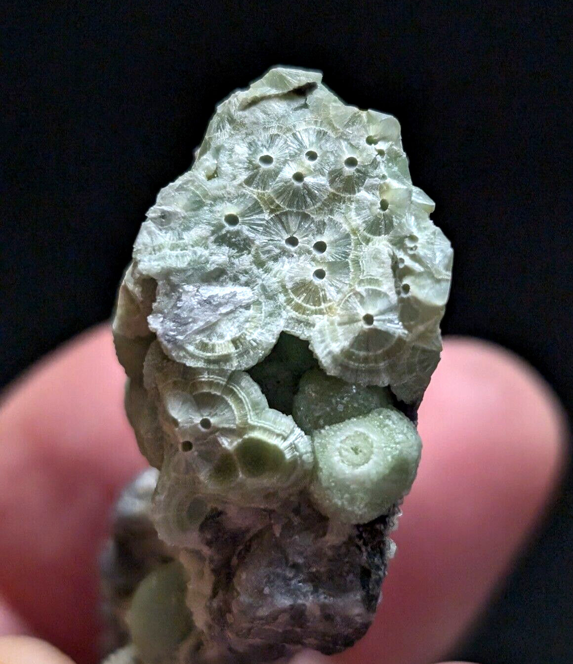 A pale green, textured fossilized coral specimen with intricate circular patterns and small holes.