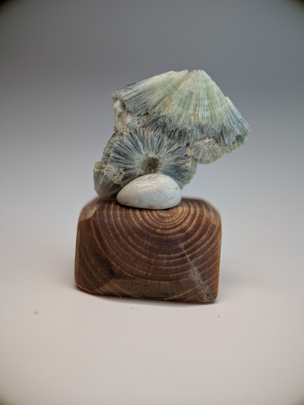 A delicate pale green and white fossilized wavellite on light blue stone with handmade wood mount from Garland County Arkansas